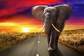 Картина, постер, плакат, фотообои "walking elephant at sunset", артикул 119203816