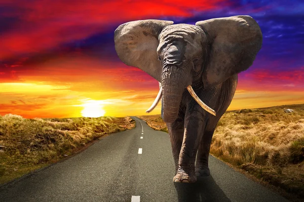 Elefante che cammina al tramonto — Foto Stock