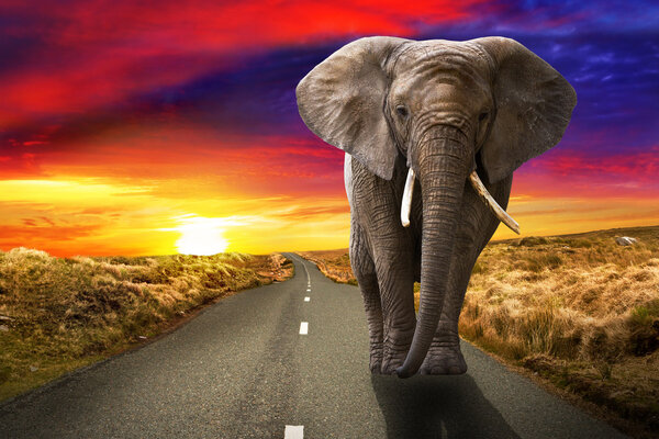 Walking elephant at sunset