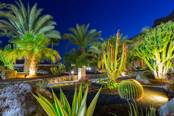 Flora tropicale dell'isola di Gran Canaria — Foto Stock