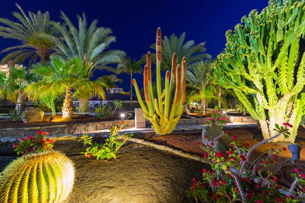 Flora tropicale dell'isola di Gran Canaria — Foto Stock