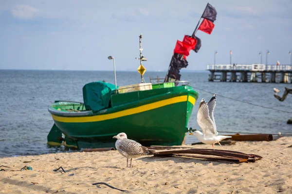 Måsarna på kusten av Östersjön — Stockfoto