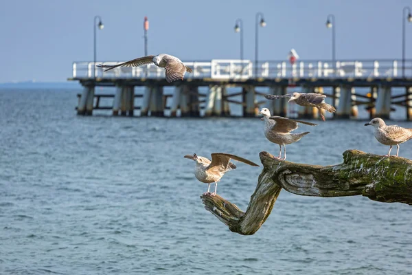 Meeuwen op de kust van de Oostzee — Stockfoto