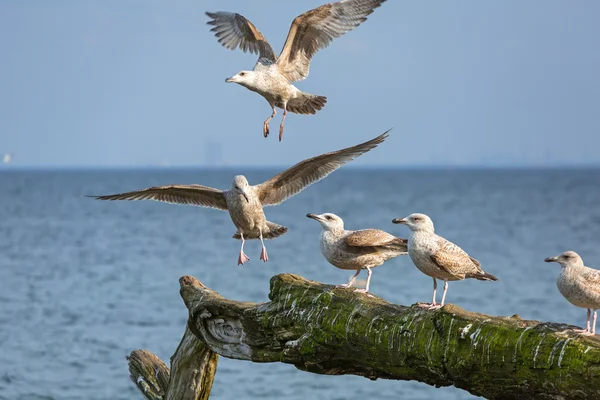 Gaviotas en la costa del Mar Báltico —  Fotos de Stock