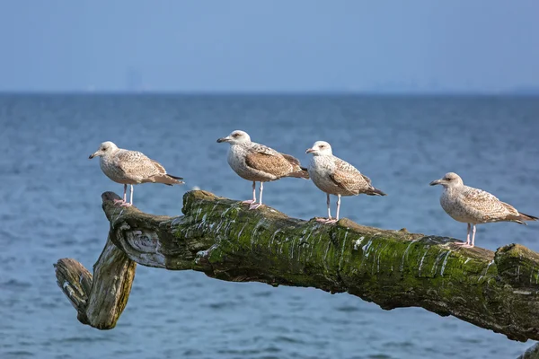 Seagulls on the coast of Baltic Sea — Stock Photo, Image