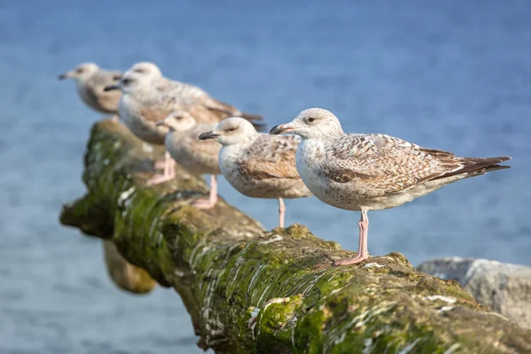 Gabbiani sulla costa del Mar Baltico — Foto Stock