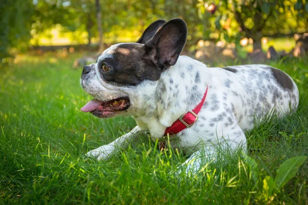 Bouledogue français dans le jardin — Photo