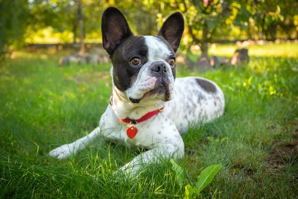 Bulldog francese in giardino — Foto Stock