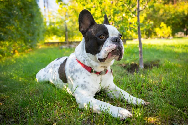 Bulldog francés en el jardín — Foto de Stock