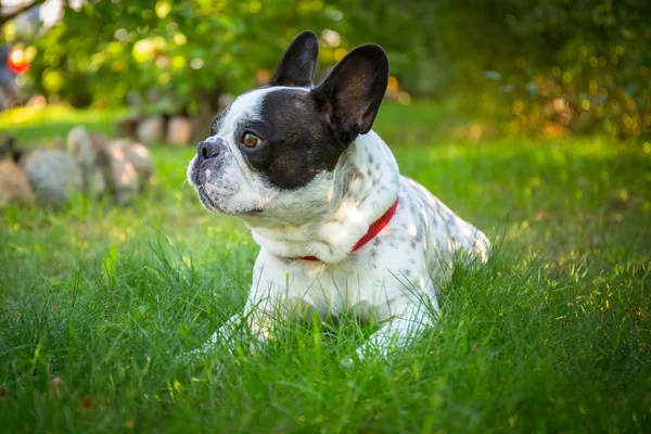 Französische Bulldogge im Garten — Stockfoto