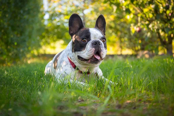 Francuski buldog w ogrodzie — Zdjęcie stockowe