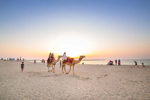 ドバイマリーナ、アラブ首長国連邦のビーチでラクダに乗る — ストック写真