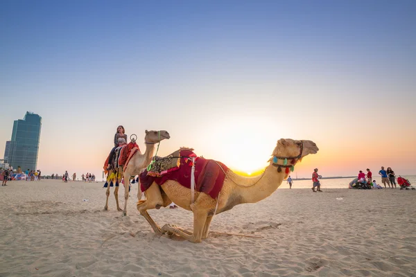 Βόλτα με καμήλες στην παραλία στη μαρίνα του Ντουμπάι, στα ΗΑΕ — Φωτογραφία Αρχείου