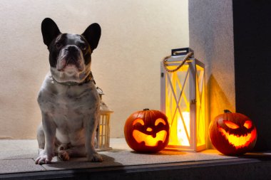 Fransız buldogu Cadılar Bayramı balkabaklarıyla ön merdivenlerde oturuyor.