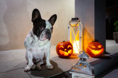 Fransız buldogu Cadılar Bayramı balkabaklarıyla ön merdivenlerde oturuyor.