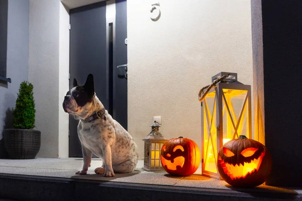 Francuski Buldog Siedzi Przed Schodami Halloween Dynie Nocy — Zdjęcie stockowe