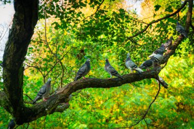Gdansk 'taki sonbahar parkının güzel manzarası. Polonya