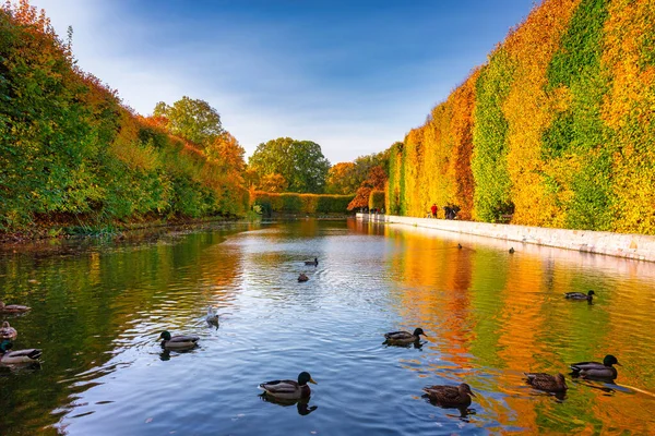 Bellissimo Stagno Con Anatre Nel Parco Oliwa Autunno Danzica — Foto Stock