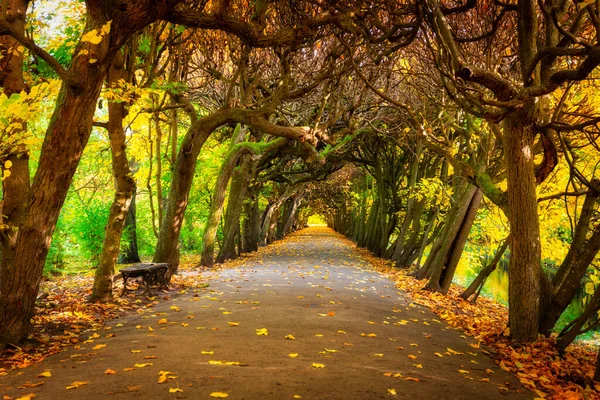 Schöne Gasse Oliwa Park Herbst Danzig — Stockfoto