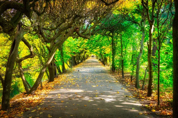Красивая Аллея Парке Олива Осенью Гданьск — стоковое фото