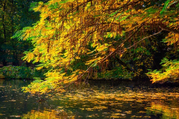 Schöne Landschaft Des Herbstlichen Parks Danzig Polen — Stockfoto