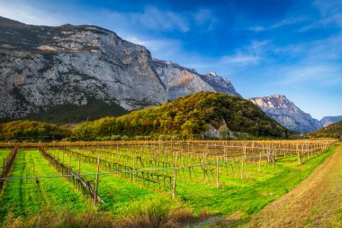 Güney Tyrol, İtalya 'da güneşli gökyüzünün altında üzüm çalıları