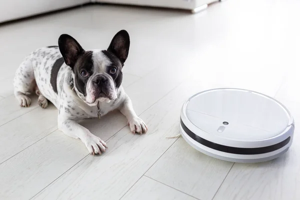 Aspirador Robótico Hoovering Casa Com Cão Deitado Chão — Fotografia de Stock