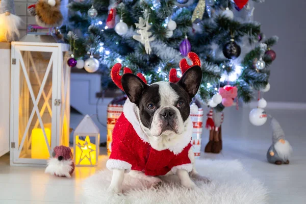 Adorable French Bulldog Dressed Santa Christmas Tree — Stock Photo, Image