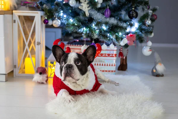 Noel Ağacının Altında Noel Baba Gibi Giyinmiş Sevimli Fransız Bulldog — Stok fotoğraf
