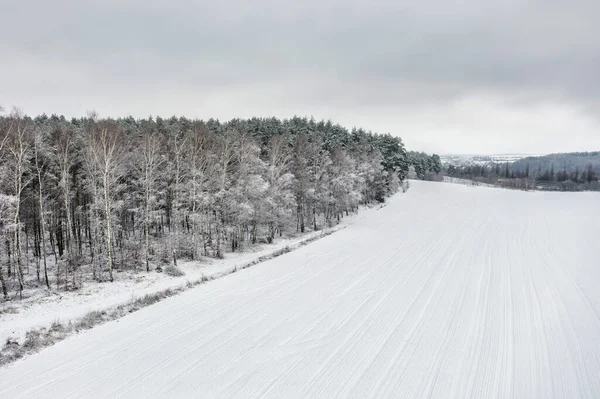 Veduta Aerea Della Pineta Coperta Neve Fresca — Foto Stock