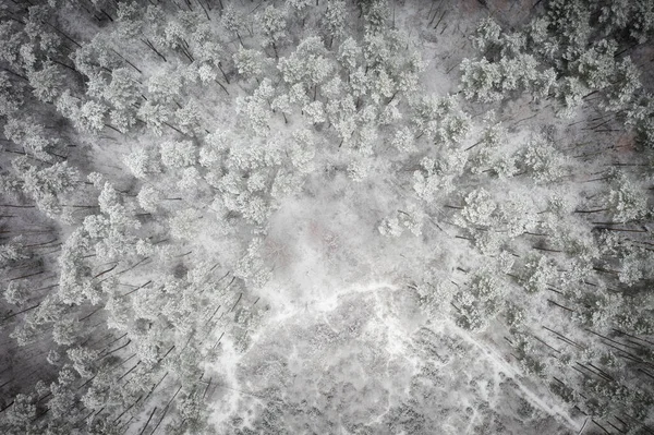 Letecký Pohled Borový Les Pokrytý Čerstvým Sněhem — Stock fotografie