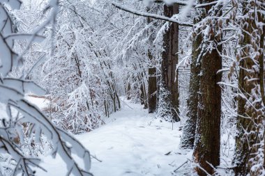 Polonya 'da cennet gibi kış manzarasında karlı bir orman