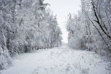 Cennet gibi kış manzarasında yolun havadan görünüşü. Polonya