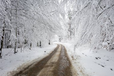 Polonya 'da cennet gibi kış manzarasında karlı bir orman