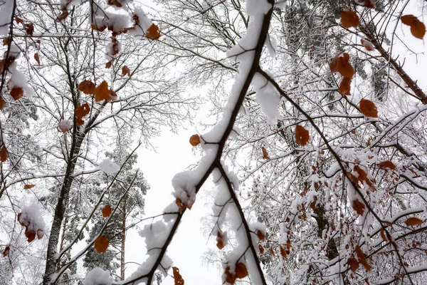 Sneeuwwoud Idyllisch Winterlandschap — Stockfoto