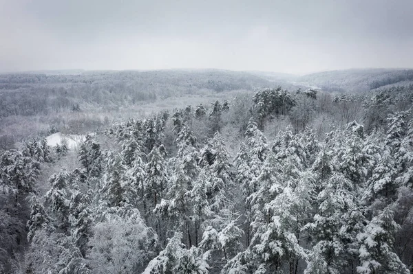 Letecká Zimní Krajina Zasněženým Lesem Polsko — Stock fotografie