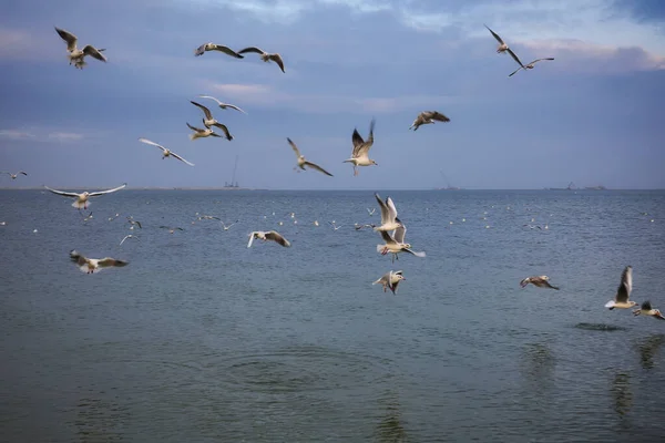 Martılar Kışın Baltık Denizi Üzerinde Uçuyorlar Polonya — Stok fotoğraf