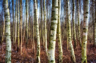 Kışın huş ağaçlarının ormanı