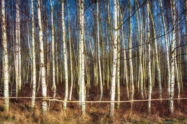 Forêt Des Bouleaux Hiver — Photo