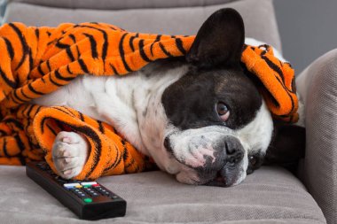 Turuncu kaplan bornozlu Fransız bulldog 'u uzaktan kumandalı koltukta televizyon izliyor.
