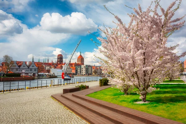 April Morgon Gdansk Med Blommande Äppelträd Vid Motlawafloden Polen — Stockfoto