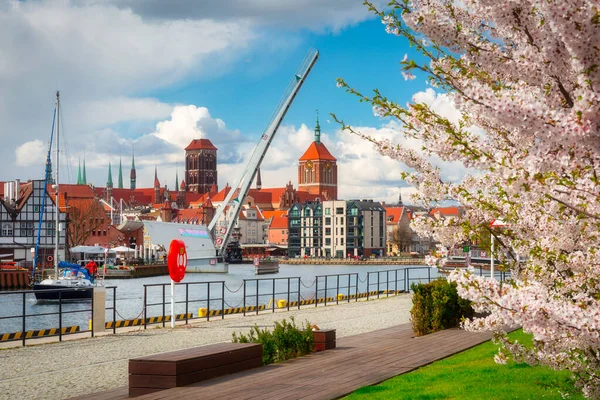 April Morgon Gdansk Med Blommande Äppelträd Vid Motlawafloden Polen — Stockfoto