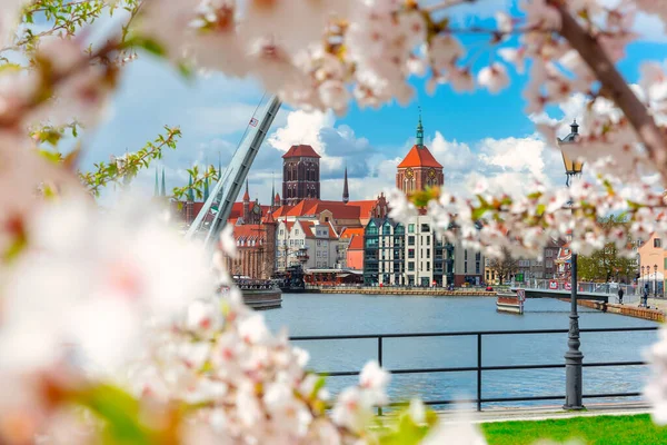 Frühlingslandschaft Der Danziger Altstadt Blühende Bäume Polen — Stockfoto