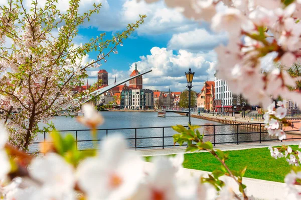Spring Scenery Old Town Gdansk Blooming Trees Poland — Stock Photo, Image