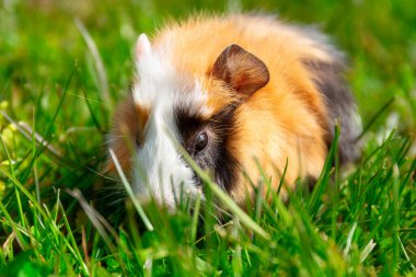 Gine domuzu bahçedeki çimlerin üzerinde oturur..