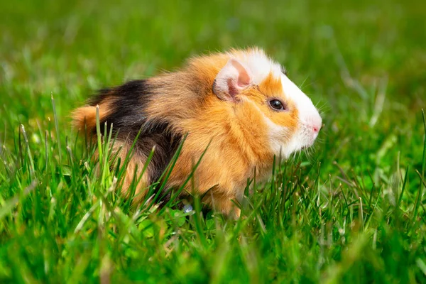 Tengerimalac Kertben Fűben — Stock Fotó