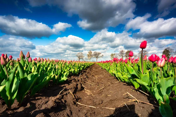 Hermoso Cielo Sobre Floreciente Campo Tulipanes Norte Polonia —  Fotos de Stock