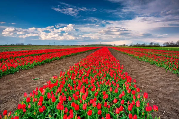 Tappeto Tulipani Fiore Nel Campo Della Polonia Settentrionale — Foto Stock