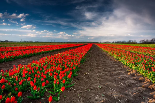 Blommande Röda Tulpaner Fält Norra Polen — Stockfoto