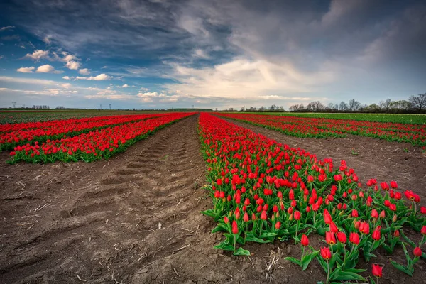 Pôr Sol Sobre Florescente Campo Tulipas Norte Polônia — Fotografia de Stock